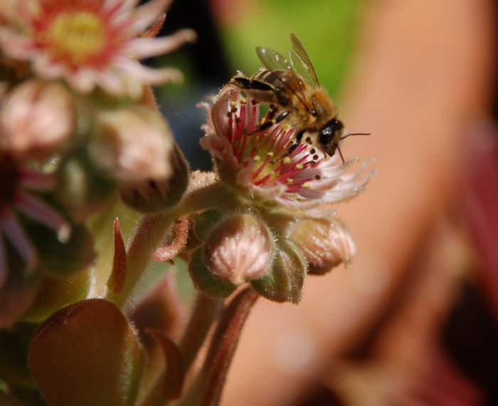 Sempervivum Dachwurz Hauswurz